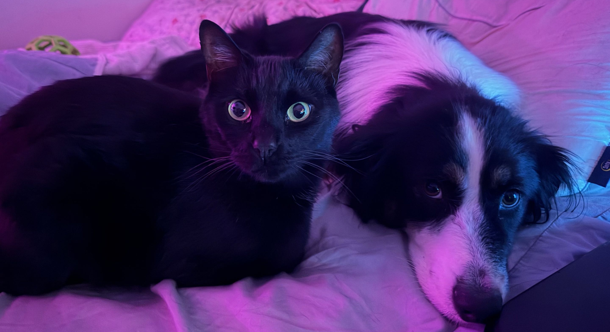 Salem and Oogie Boogie resting together on a bed under purple and blue lighting
