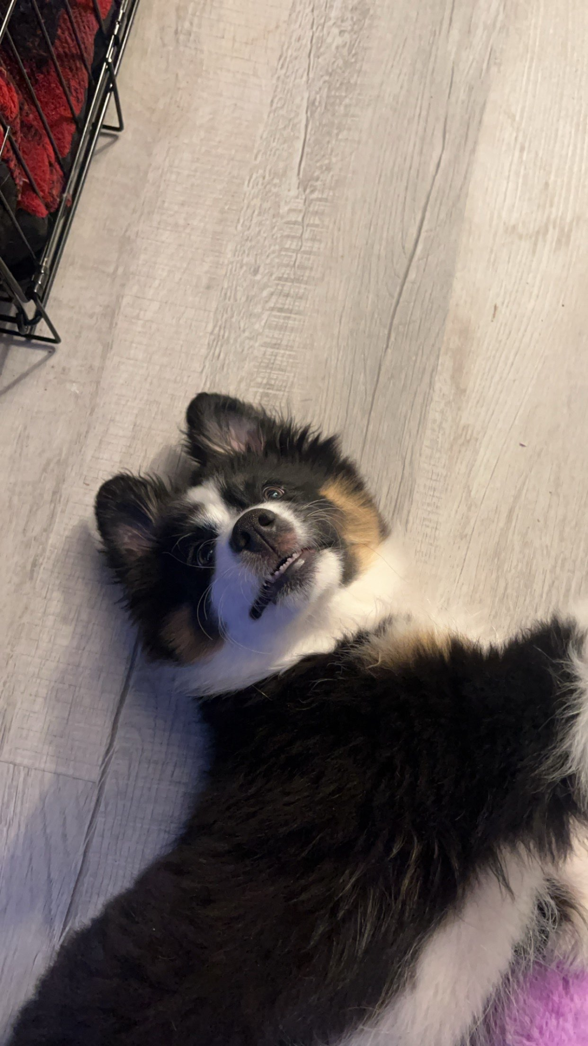 Salem lying on the floor